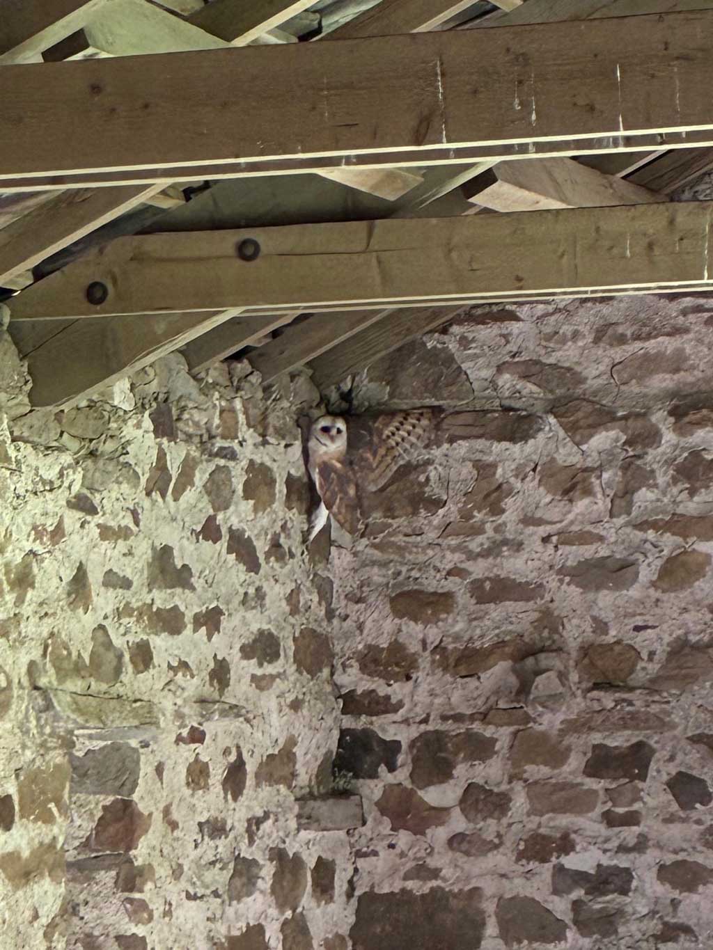Barn owl chicks take flight at The Old Vicarage